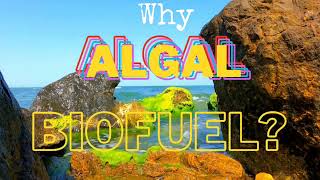 ANU Case Study Algal biofuel by Team Think [upl. by Hsara]