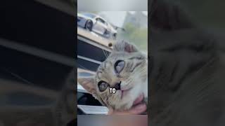 A cat that faints when touched 🥰 viralvideo animals [upl. by Sarene]