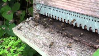 Abeilles Un orage approche A storm approaches [upl. by Enilemme49]