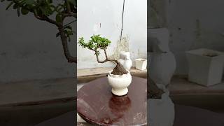 How to make a Jade bonsai tree 🌳 bonsai viralvideo shortsfeed viralshorts ytshorts ytshort [upl. by Mundford909]