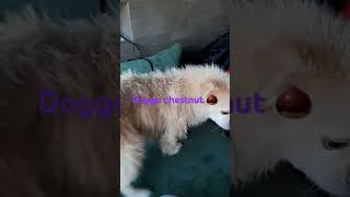 Chestnut dog showuh ghostythepeekapom [upl. by Attem]