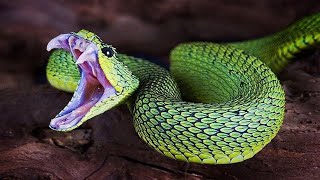 दुनिया के 5 सबसे जहरीले सांप I Top 5 Most Venomous Snakes in the World  Must Watch [upl. by Ribak592]