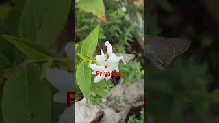 Night flowering jasmine garden buterflyshortvideo nature 🤍✅ [upl. by Erik]