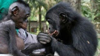 What Bonobos Can Teach Us [upl. by Singh]