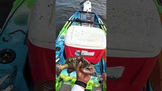 groper fishing pesca parati kayakfishing [upl. by Gauthier]