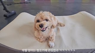 유치원에서 공부도 잘하고 놀기도 잘하는 강아지 멍이 [upl. by Livingston]