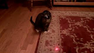 cat amp laser light Funtime LivingBeingo [upl. by Adnuahsor]