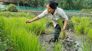 journey from growing rice to harvesting it to eat all year round cake wrapped in bamboo leaves [upl. by Supen617]