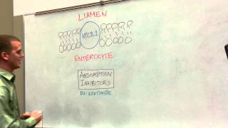 Absorption Inhibitor Drugs How to Lower Dietary Cholesterol Absorption [upl. by Izmar]