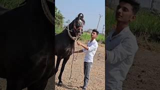 aaklavya🔥 viralvideotranding horse kathiyawadihorse [upl. by Euginomod]