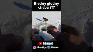 Biedny głodny chyba [upl. by Aikemahs965]