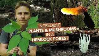 Incredible Plants amp Mushrooms In A Hemlock Forest [upl. by Shoifet]