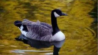 Canada Goose Branta canadensis  Kanadagans 1 [upl. by Shelley]