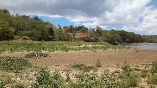 Lago Carraizo Puerto Rico en sequia extrema Agosto 10 2015 [upl. by Noremak980]