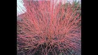 Taille du Cornus sanguinéa taille des cornouillers [upl. by English]