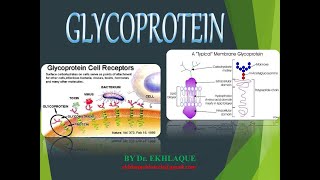 Glycoprotein [upl. by Rehpetsirhc]