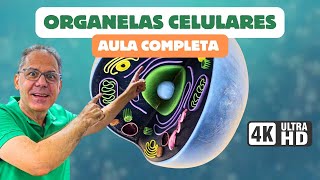 ORGANELAS CITOPLASMÁTICAS Funções e Estruturas do Citoplasma CiênciaTraduzida com Professor Hilton [upl. by Rie603]