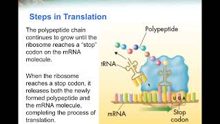 4 13 2 Ribosomes and Protein Synthesis [upl. by Gniliem]