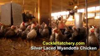 Black Laced Silver Wyandotte Chicken Breed Breeder Flock  Cackle Hatchery [upl. by Langer]