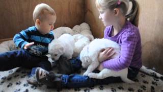 Kuvasz Welpen lieben alle Kinder [upl. by Ummersen]