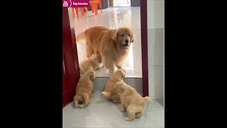 The golden retriever feels very happy looking at the puppies😂 [upl. by Spalla]