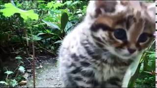 The blackfooted cat Felis nigripes [upl. by Crandall]