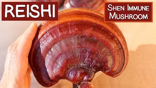 Reishi Mushroom A Shen Tonic and Immune Modulator [upl. by Pammy]