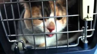 Screaming cat in a taxi going to the vet  cat video [upl. by Akeinahs]