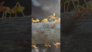 Ants Supercolony Networks Natures tiny Titans [upl. by Brass]