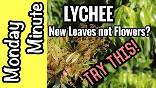 Monday Minute Lychee New Leaves not flowers Try This [upl. by Chemar]