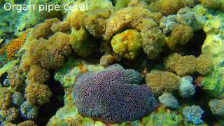 Organ pipe coral or red organ pipe coral Tubipora musica [upl. by Nylknarf]