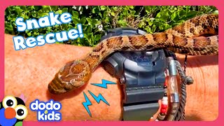 Man Rescues Snakes From Dogs Mouth And Other Weird Places  Dodo Kids  Rescued [upl. by Einnhoj]