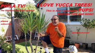 YUCCA PUPS PROAGATION ROOTING IN DIRT vs WATER WHAT WILL BE THE BEST WAY WITH RESULTS ON PHILA TV [upl. by Donny]