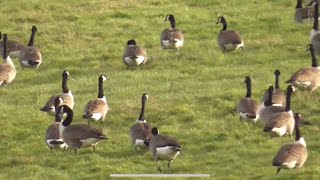 Sugwas Pools Park❌ Stretton Sugwas Hereford redfox111 Brockhall Gravel Pits 🪿🪿Geese🎥👀 2224 [upl. by Aredna]