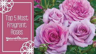 Top 5 Most Fragrant Roses  NatureHillscom [upl. by Meyers]