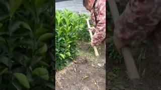 Replanting orange seedlings process [upl. by Sieber]