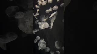 Osaka Aquarium Jellyfish 🪼 [upl. by Tezile444]