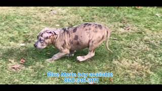 Unique American Bully with champion blood available 😳🦍🐾🤯🔥 [upl. by Holub]