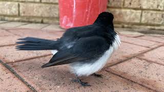 Willie Wagtail calling his Friend [upl. by Combs]