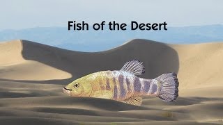 Death Valley  Fish of the Desert  Travel for Kids [upl. by Ayinat]