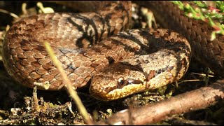 Gladde Slang Veluwe Coronella Austriaca  Smooth Snake  Schlingnatter Glattnatter [upl. by Andrew72]