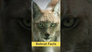 Bobcat Interesting Facts  Behavior  Habitat and Range  Physical Characteristics cats [upl. by Essirahs981]