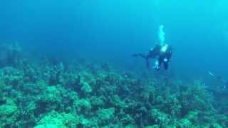 Sonar pinging when scuba diving [upl. by Neelhtac494]