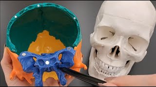 Skull Anatomy Series  The Sphenoid Bone  Part 7 of 9 [upl. by Anined]