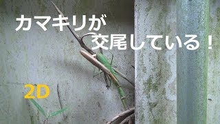 カマキリが交尾している！ 2D Praying mantises mating 2D [upl. by Amadus423]