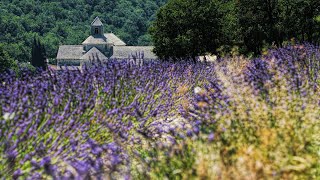 Sounds of Cicadas in Sunny Provence  10 Hours  RelaxampStudy 🌞🌺🦗 [upl. by Aitnic671]