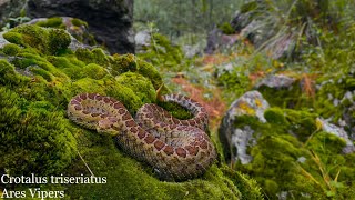 Entre Volcanes Y Pastizales La Serpiente De Cascabel Transvolcánica Crotalus triseriatus [upl. by Lytton381]