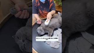 Daily routine of Japanese millionaires cat shortsvideo [upl. by Ikceb384]