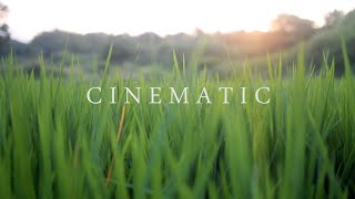 4K Nature Cinematography  Cinematic Background Music NO COPYRIGHT  NIKON D5300 [upl. by Yajnas899]