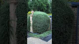 satisfying hedge trimmingcleaning garden satisfying gardening diy short hedgetrimming clean [upl. by Anelec246]